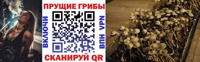 Купить где  Ленинградская  Псилоцибиновые грибы GOLDEN TEACHER 